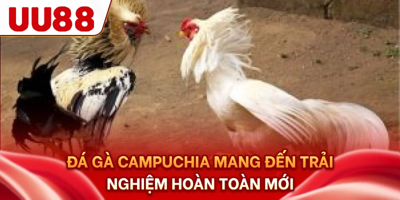 Đá gà campuchia mang đến trải nghiệm hoàn toàn mới