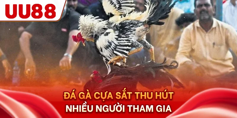Đá gà cựa sắt thu hút nhiều người tham gia