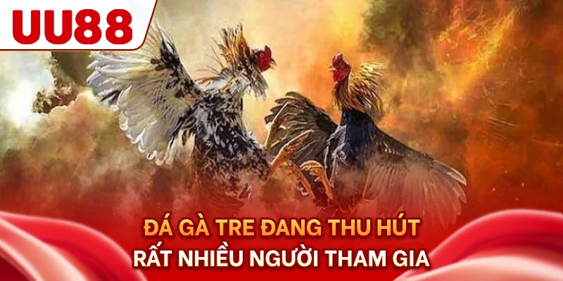 Đá gà tre đang thu hút rất nhiều người tham gia