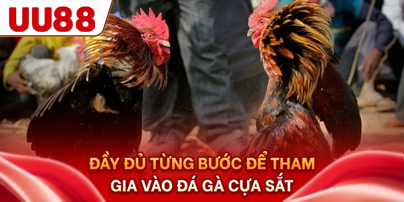Đầy đủ từng bước để tham gia vào đá gà cựa sắt