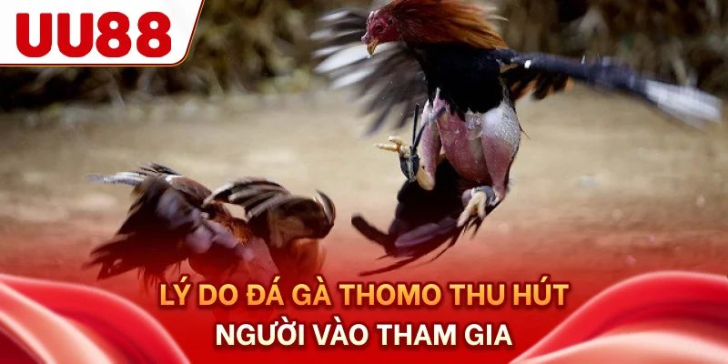 Lý do đá gà Thomo thu hút người vào tham gia