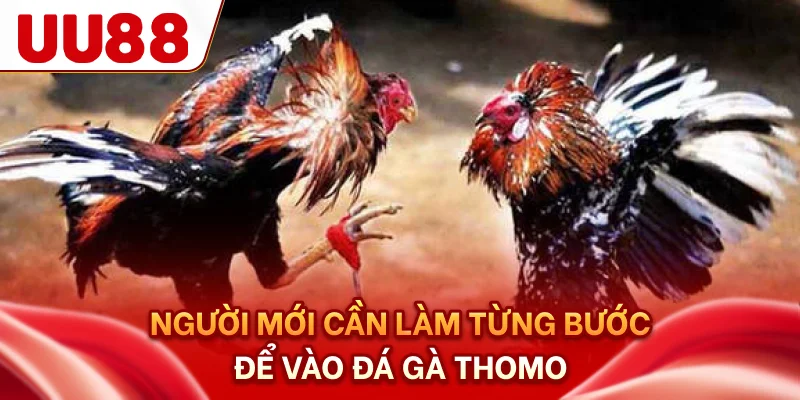 Người mới cần làm từng bước để vào đá gà Thomo